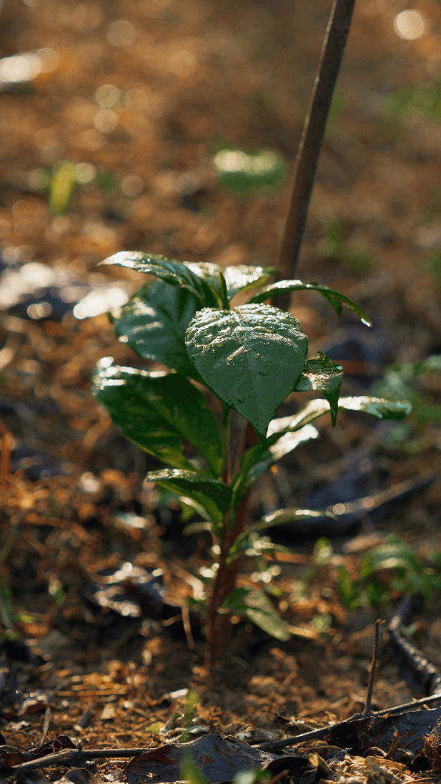 Subak Abian community