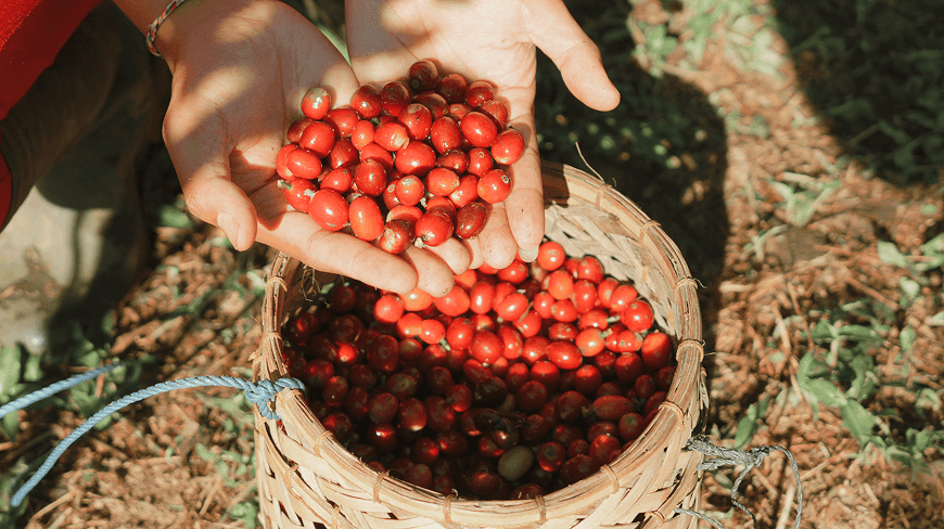 Coffee cherries