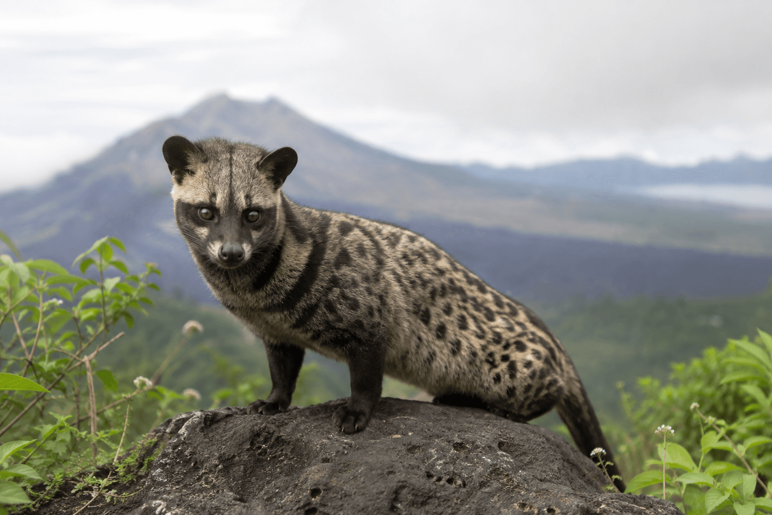 Why Luwak Coffee is So Popular Worldwide